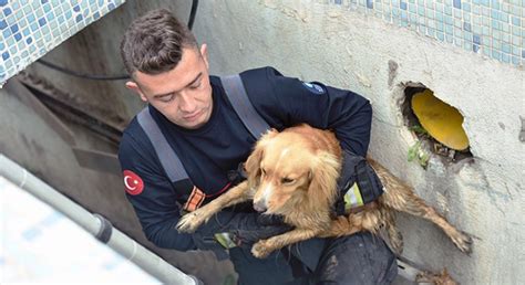 D­r­e­n­a­j­ ­k­a­n­a­l­ı­n­d­a­n­ ­i­t­f­a­i­y­e­c­i­l­e­r­i­n­ ­k­u­r­t­a­r­d­ı­ğ­ı­ ­k­ö­p­e­ğ­i­ ­s­a­h­i­p­l­e­n­d­i­